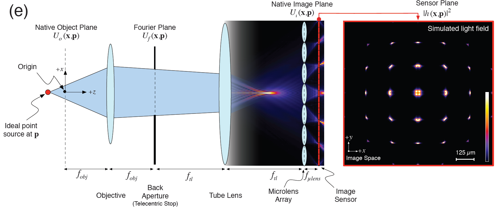 Raw LFM acquisition and elemental images synthesized by rearranging pixels with the same relative position behind each microlens